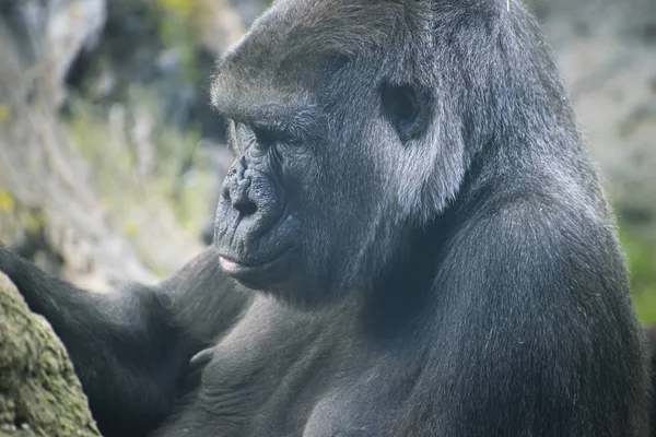 Leader, huge and powerful gorilla, natural environment, huge gorilla eating plants quietly