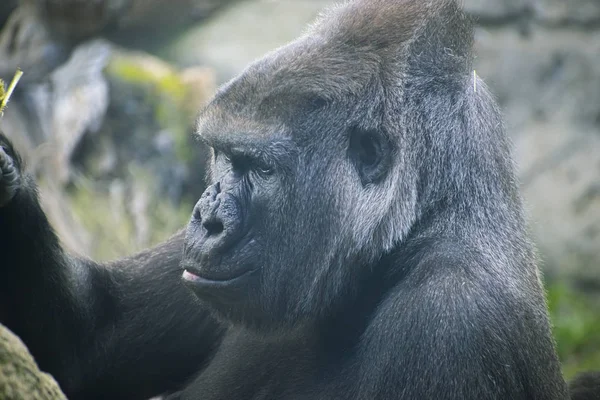 Madre Enorme Poderoso Gorila Ambiente Natural Enorme Gorila Comiendo Plantas — Foto de Stock