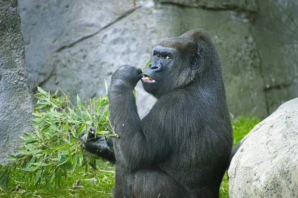 Madre Enorme Poderoso Gorila Ambiente Natural Enorme Gorila Comiendo Plantas — Foto de Stock