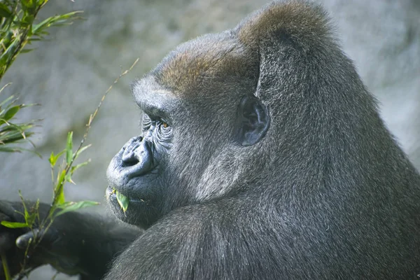 Cabeza Madre Enorme Poderoso Gorila Entorno Natural Enorme Gorila Comer — Foto de Stock