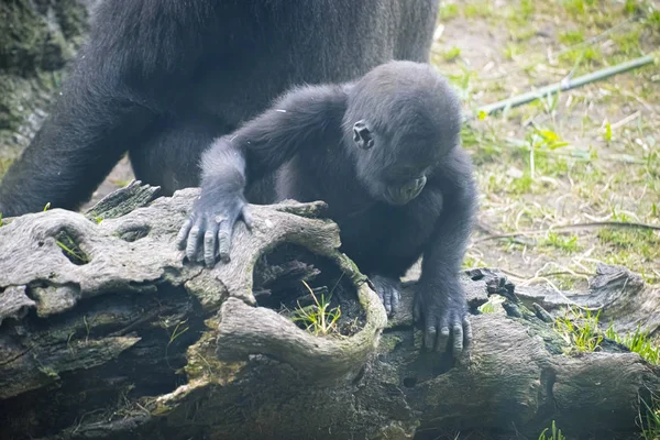 Huge Powerful Gorilla Natural Environment Gorilla Mother Baby Portraits — Stock Photo, Image