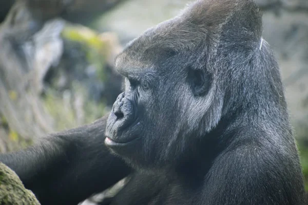 Madre Enorme Poderoso Gorila Ambiente Natural Enorme Gorila Comiendo Plantas — Foto de Stock