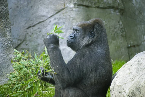 Madre Enorme Poderoso Gorila Ambiente Natural Enorme Gorila Comiendo Plantas — Foto de Stock