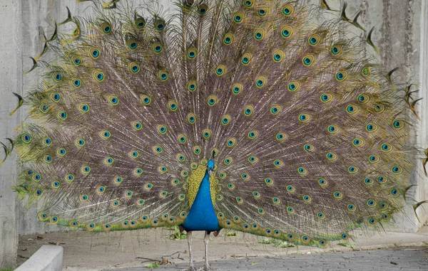 Peacock Feathers Huge Open Portrait Beautiful Peacock Feathers Out — Stock Photo, Image