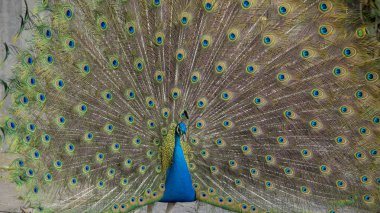 büyük açık tavus kuşu tüyleri. Tavus kuşu tüyleri kuyruğu. Tavus kuşu tüyleri yakın. Peacock kuyruk tüyleri. Peacock tüyleri arka plan