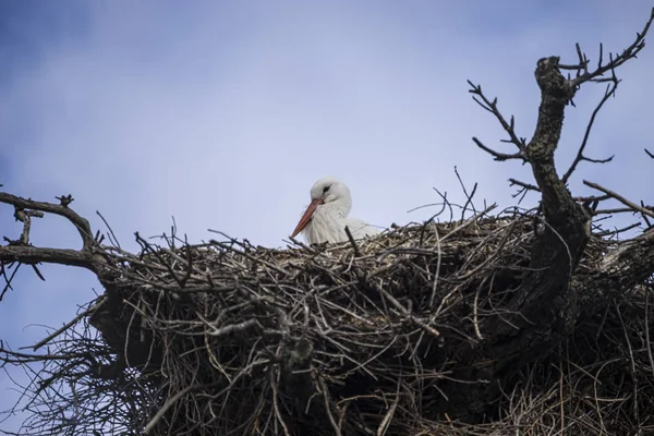木の枝や生け垣や他の茂みで作られた巨大なコウノトリの巣 — ストック写真