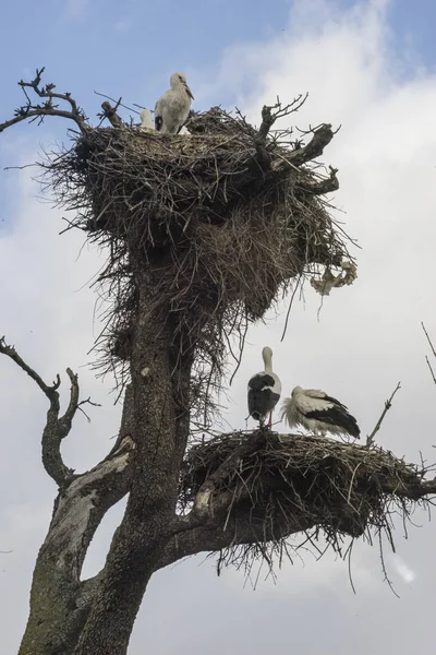 Vida Selvagem Enormes Ninhos Cegonha Feitos Com Galhos Árvores Folhas — Fotografia de Stock