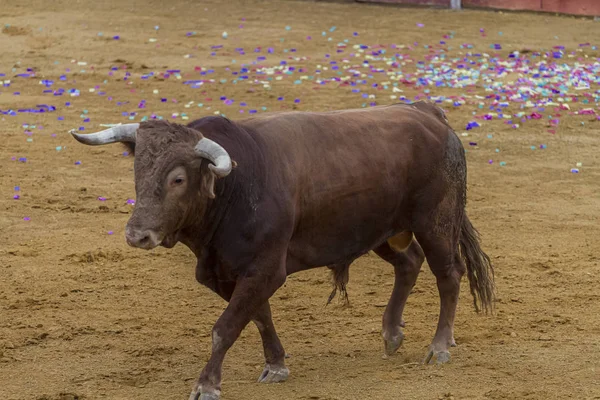 Bullfight Spanish Brave Bull Bullring Animal Brown Has Very Sharp — Stock Photo, Image
