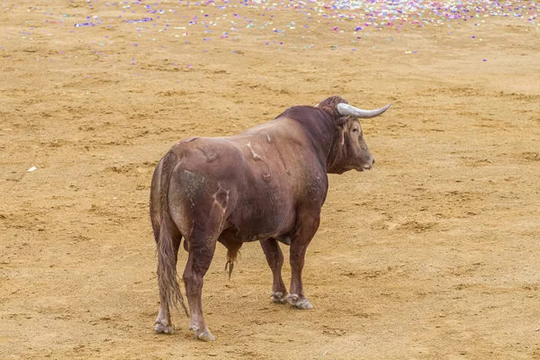 Tourada Touro Valente Espanhol Numa Tournée Animal Marrom Tem Chifres — Fotografia de Stock