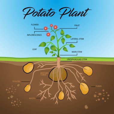 Infographic patates Plan eğlenceli bakmak