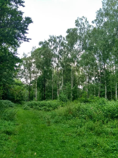 Bosque Abedul Verde Verano — Foto de Stock