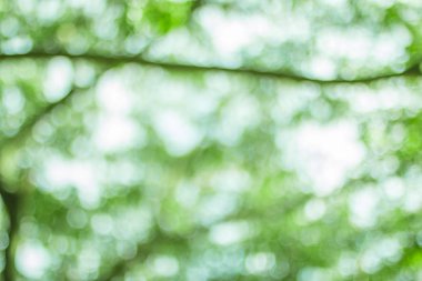 Doğal bokeh arka plan, soyut bulanık yeşillik ve parlak yaz güneş ışığı ile taze sağlıklı yeşil biyo arka plan. Özel doğa yeşil yaprakları bokeh, doku arka plan.