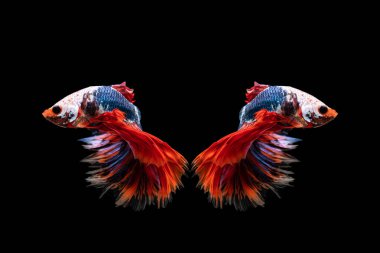 Halfmoon betta güzel balık. siyah arka plan üzerine Tayland siam daha iyi balık çok güzel hareketli anı yakalamak. Betta balık, balık, betta splendens mücadele Siyam, ritmik.