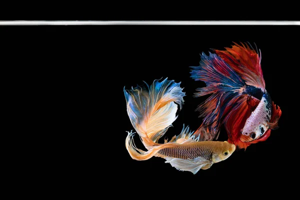 Halfmoon Betta Belo Peixe Capturar Momento Comovente Bonito Siam Betta — Fotografia de Stock