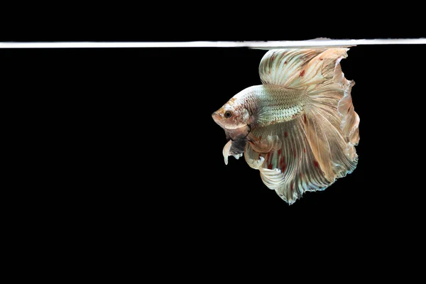 Půlměsíc Betta Krásné Ryby Zachycení Dojemný Okamžik Siamu Betta Ryby — Stock fotografie