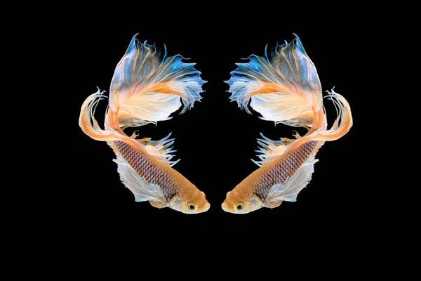 美しいハーフムーン ベタを魚します 黒い背景とタイのサイアム Betta の魚の美しい感動的な瞬間をキャプチャします Betta シャム 戦いの魚 Splendens のリズミカルです — ストック写真