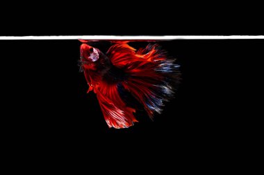 Halfmoon betta güzel balık. siyah arka plan üzerine Tayland siam daha iyi balık çok güzel hareketli anı yakalamak. Betta balık, balık, betta splendens mücadele Siyam, ritmik.