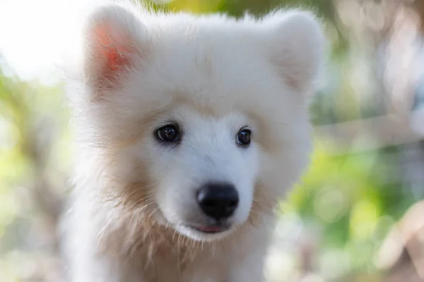 ขาวซาม เอลในสวนสาธารณะ ปภาพของ Samoyed นบนหญ าในสวนสาธารณะ — ภาพถ่ายสต็อก