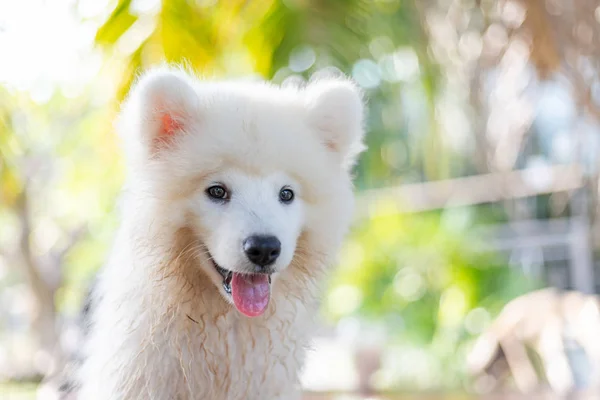 White Samoyed Puppy Dog Outdoor Park Portrait Samoyed Standing Grass — Stock Photo, Image