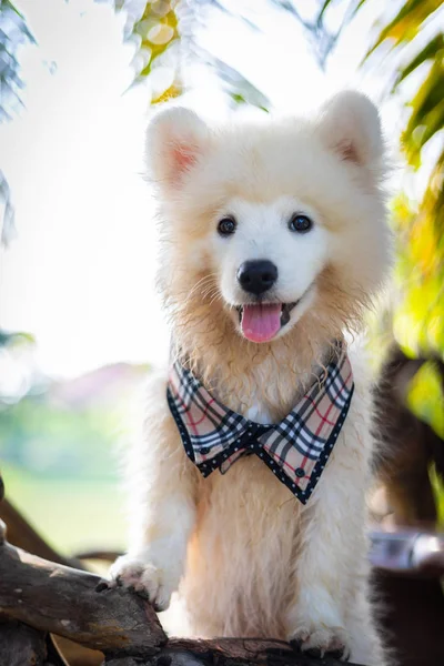 公園で屋外白いサモエド子犬犬 公園の芝生の上に立ってサモエドの肖像画 — ストック写真