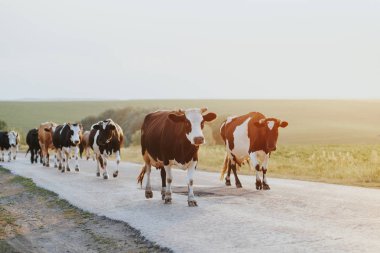 Onlar bir cowshed rahatlatıcı iken inek sürüsü.