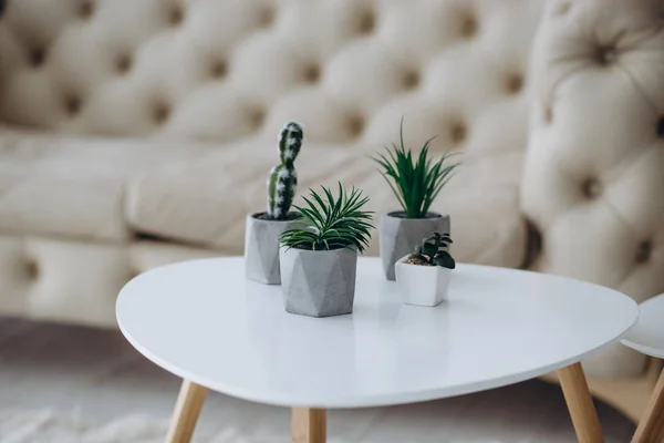 Succulents ya da kaktüs küçük bitki tencerede beyaz zemin üzerine açık görünüm tarafından izole