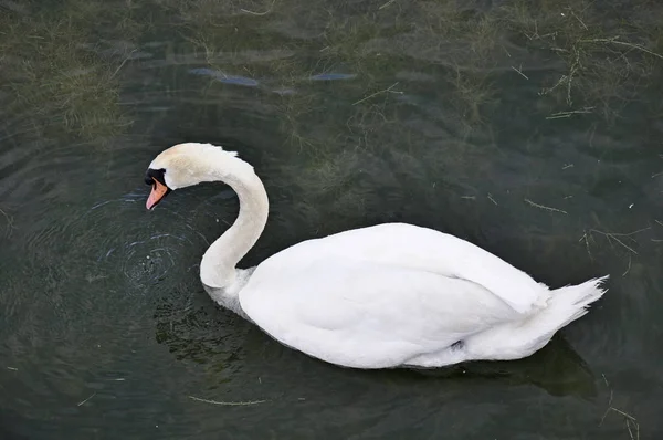 Swan in the fall on the pond