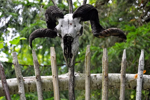 old goat skull with horns on old wooden wall