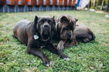 İki baston-corso köpeği eğitim ve itaat için sahada yatıyor. Yakın plan fotoğraf..