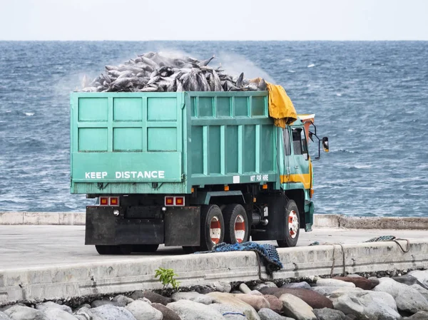 Donmuş sarı yüzgeçli orkinos balık tutma bağlantı noktası General Santos City, Filipinler tonbalığı sermaye yüklü kamyon.