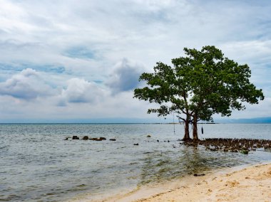 Filipinler'de ağaç ve bulutlar