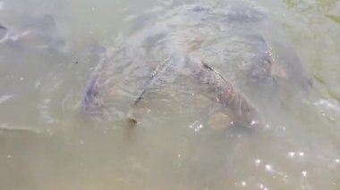 Teksas'ta Joe Pool Gölü'nde Lynn Creek Marina'da sazan besleme.