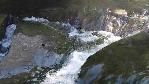 Çiçek Höyük Texas Stone Creek Yavaş Hareket Video — Stok video