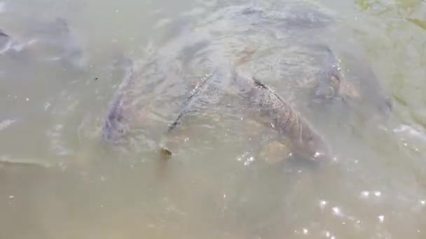在得克萨斯州乔池湖的林恩溪码头喂鲤鱼 — 图库视频影像
