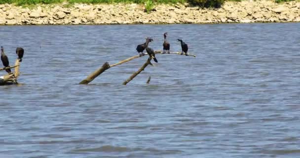 Cormorans se battant sur une branche du lac Texoma. — Video
