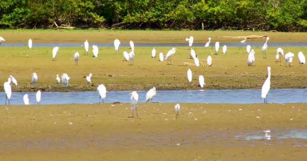 Pássaros de garça branca em uma linha costeira — Vídeo de Stock