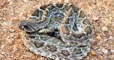 Batı Elmas Çıngıraklı Yılan Crotalus atrox 