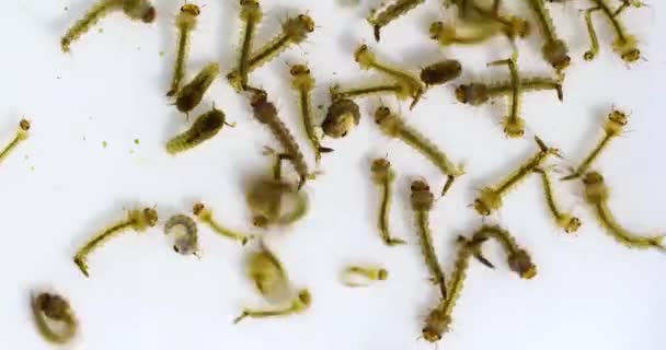 Primer vídeo macro de las larvas de mosquitos Imágenes de stock libres de derechos