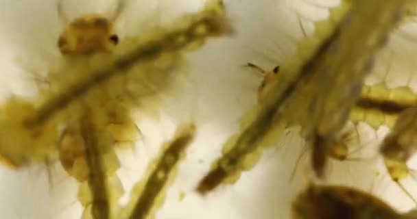 Close up macro vídeo de Mosquito Larvas — Vídeo de Stock