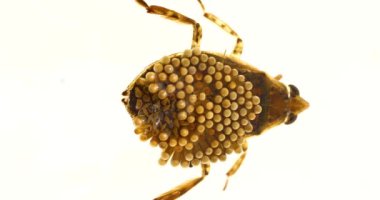 Sırtında yumurta olan su böceği.