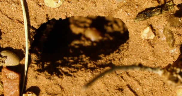 Μακρο βίντεο με κόκκινα μυρμήγκια συγκομιδής γύρω από τη φωλιά. Βίντεο Αρχείου