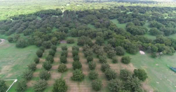 Aerial Pecan Orchard в Сан-Саба, Техас Стоковое Видео