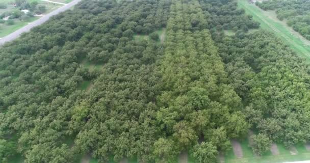 Aerial Pecan Orchard in San Saba Texas — стокове відео