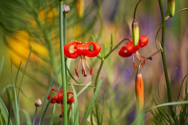 Diğer bitkiler arasında kıvrılmış flowerleaves ile vahşi kırmızı lilyum