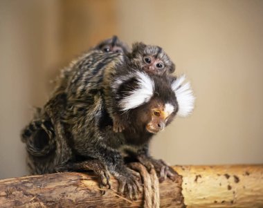 Ortak marmoset maymun anne ile bebek sırtında
