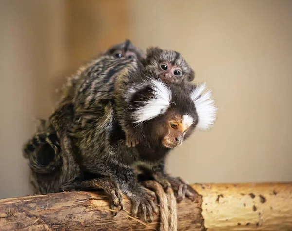 De gemeenschappelijke Hapalomys aap moeder met baby's op zijn rug — Stockfoto