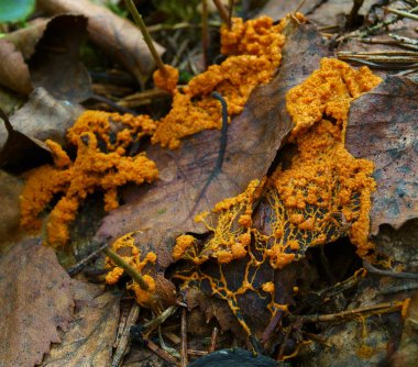 An orange moving plasmodium of a slime mold on a dead leaf clipart