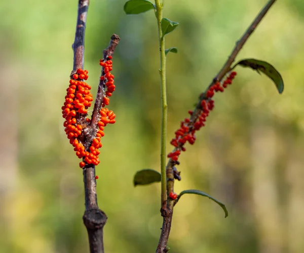 Orangefarbene Fruchtkörper einer schleimigen Muld Trichia entziffert auf einem Zweig mit Blättern — Stockfoto
