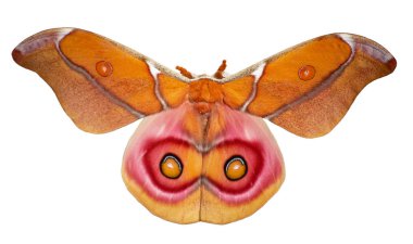 Suraka silk moth, Antherina suraka, is isolated on white background clipart