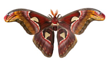 Giant atlas silk moth, Attacus atlas, is isolated on white background clipart
